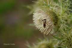 Cirsium wallichii